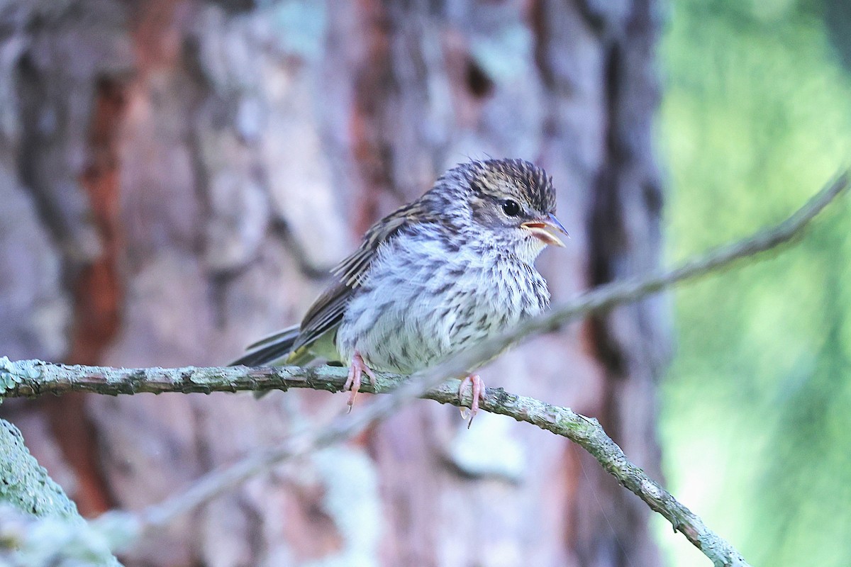 Chipping Sparrow - ML637699853