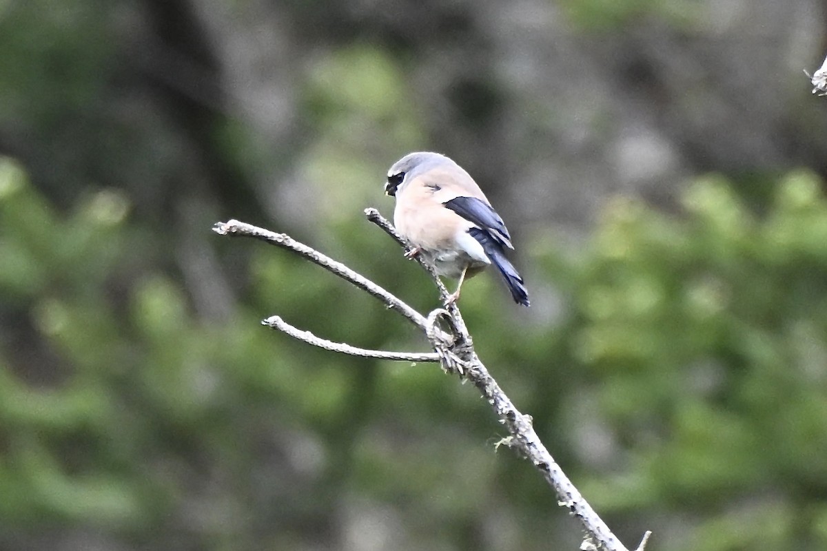 Gray-headed Bullfinch - ML637699855