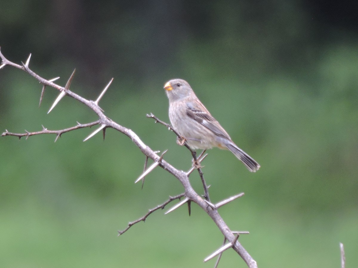 Band-tailed Seedeater - ML637699856