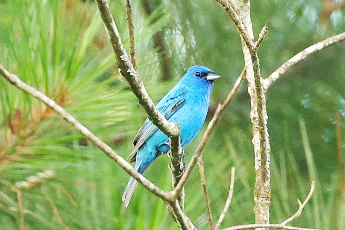 Indigo Bunting - ML637699857