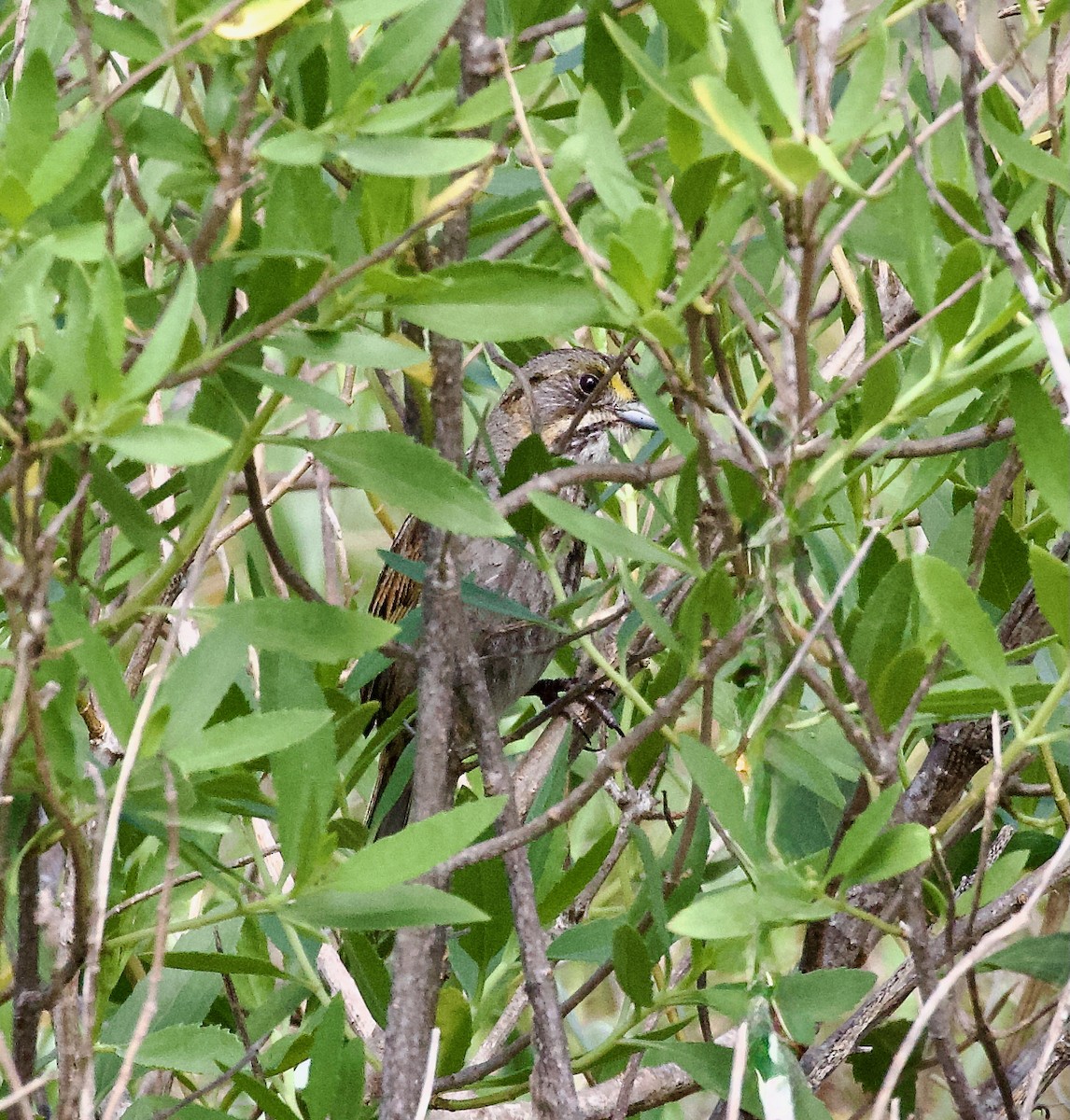 Seaside Sparrow (Gulf of Mexico) - ML637699858