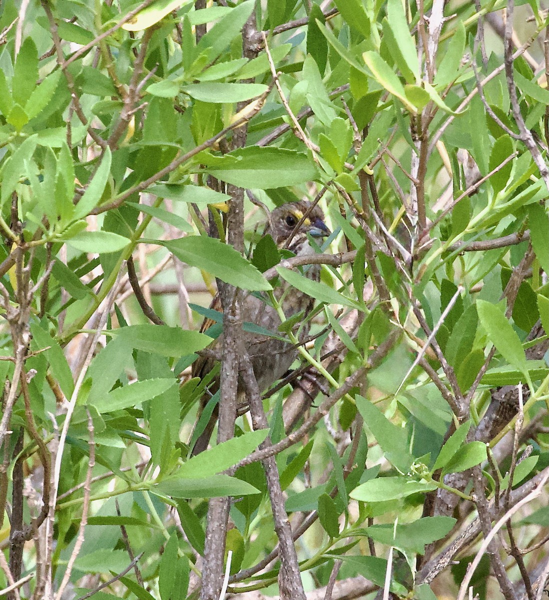Seaside Sparrow (Gulf of Mexico) - ML637699859