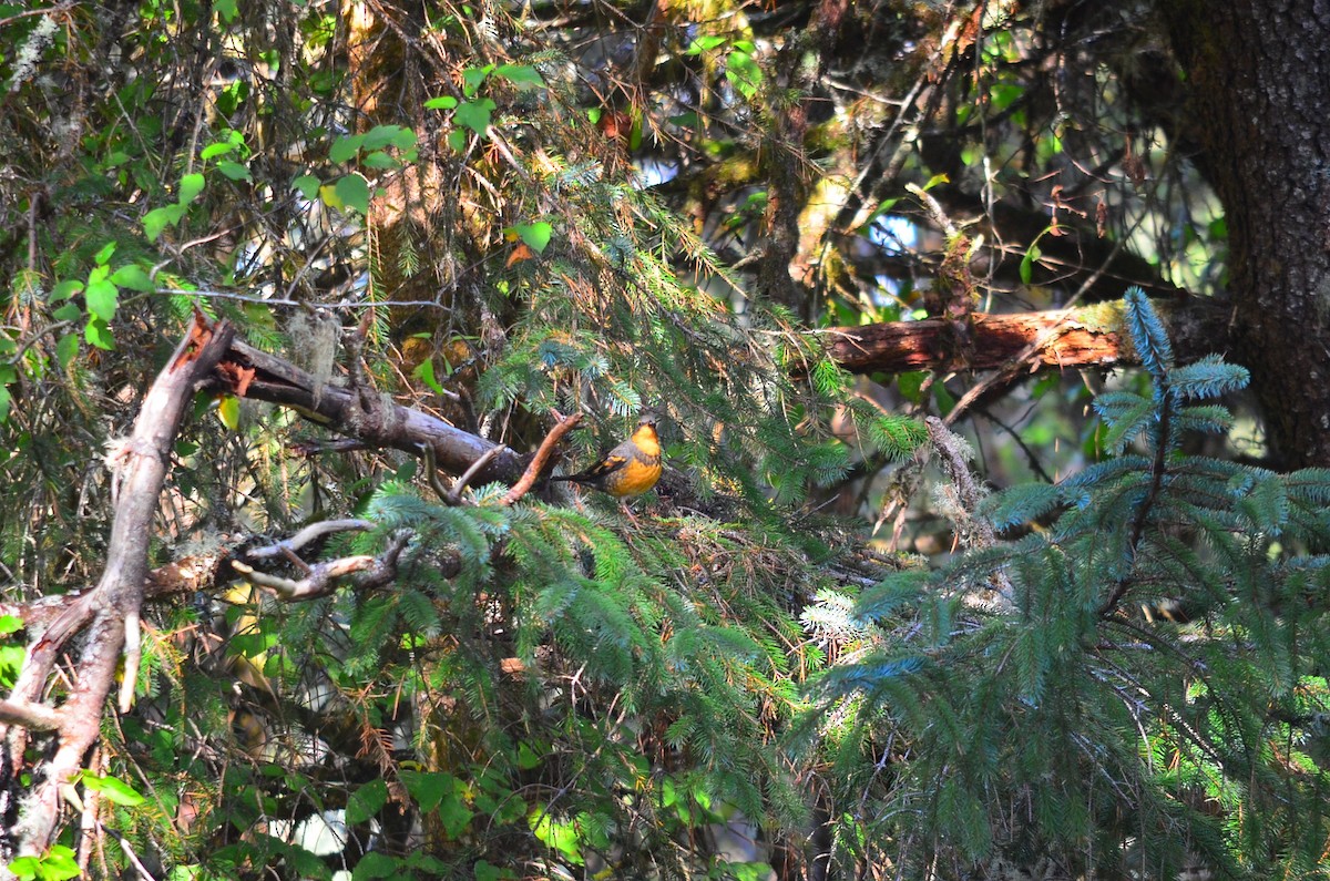 Varied Thrush - ML637699860
