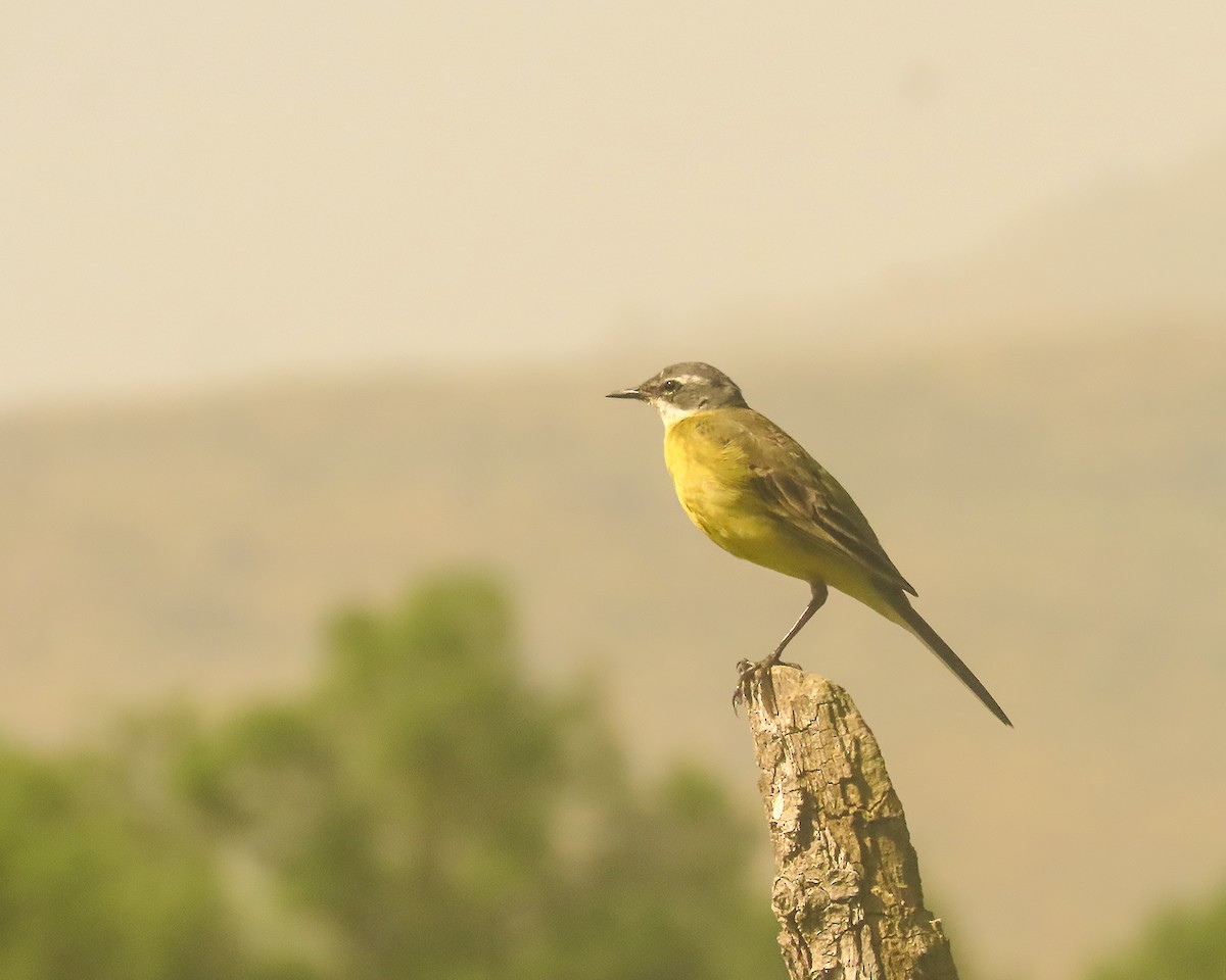 Western Yellow Wagtail - ML637699861