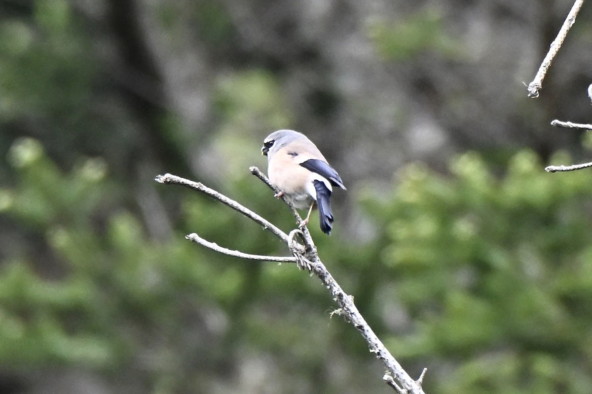 Gray-headed Bullfinch - ML637699862