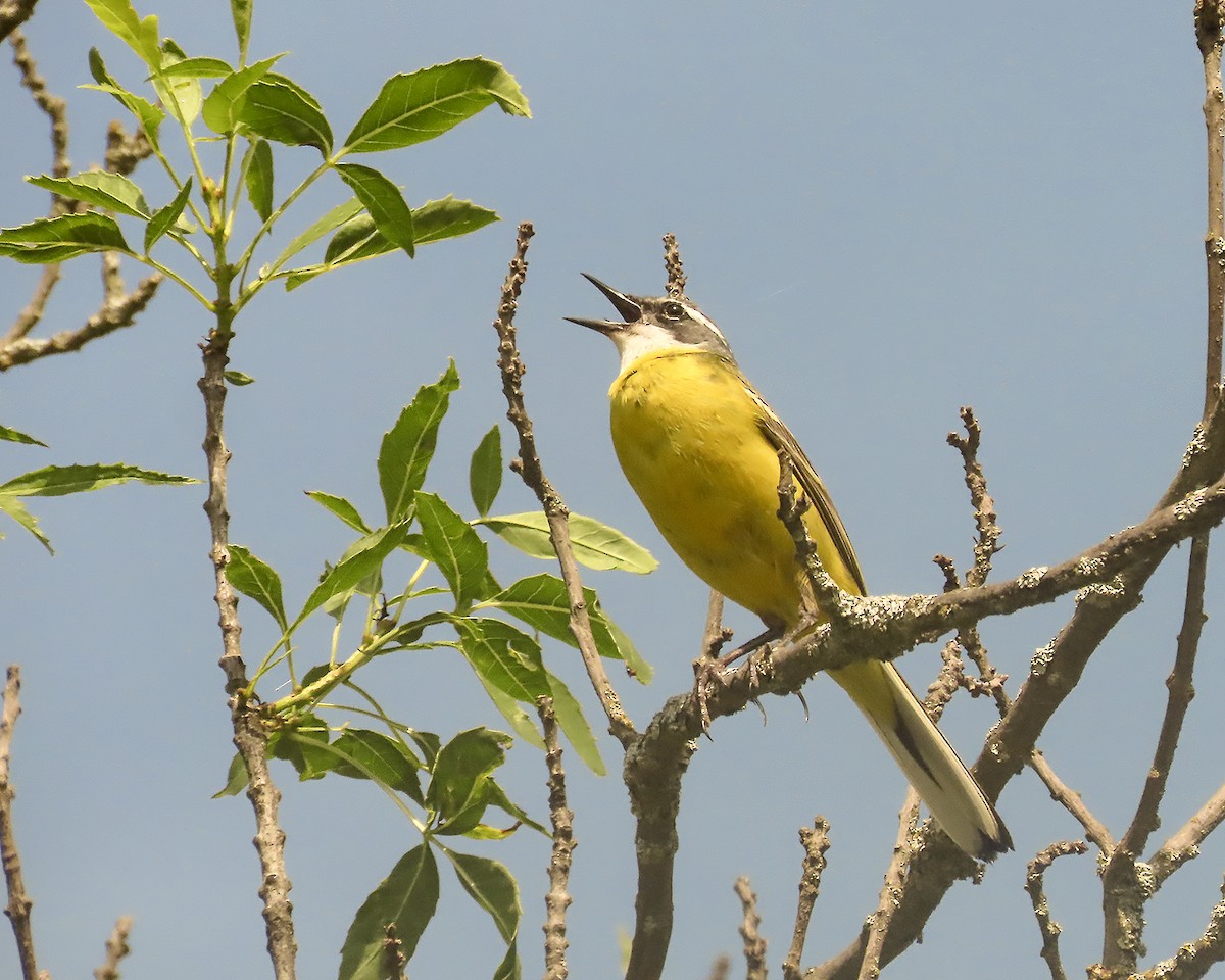 Western Yellow Wagtail - ML637699863
