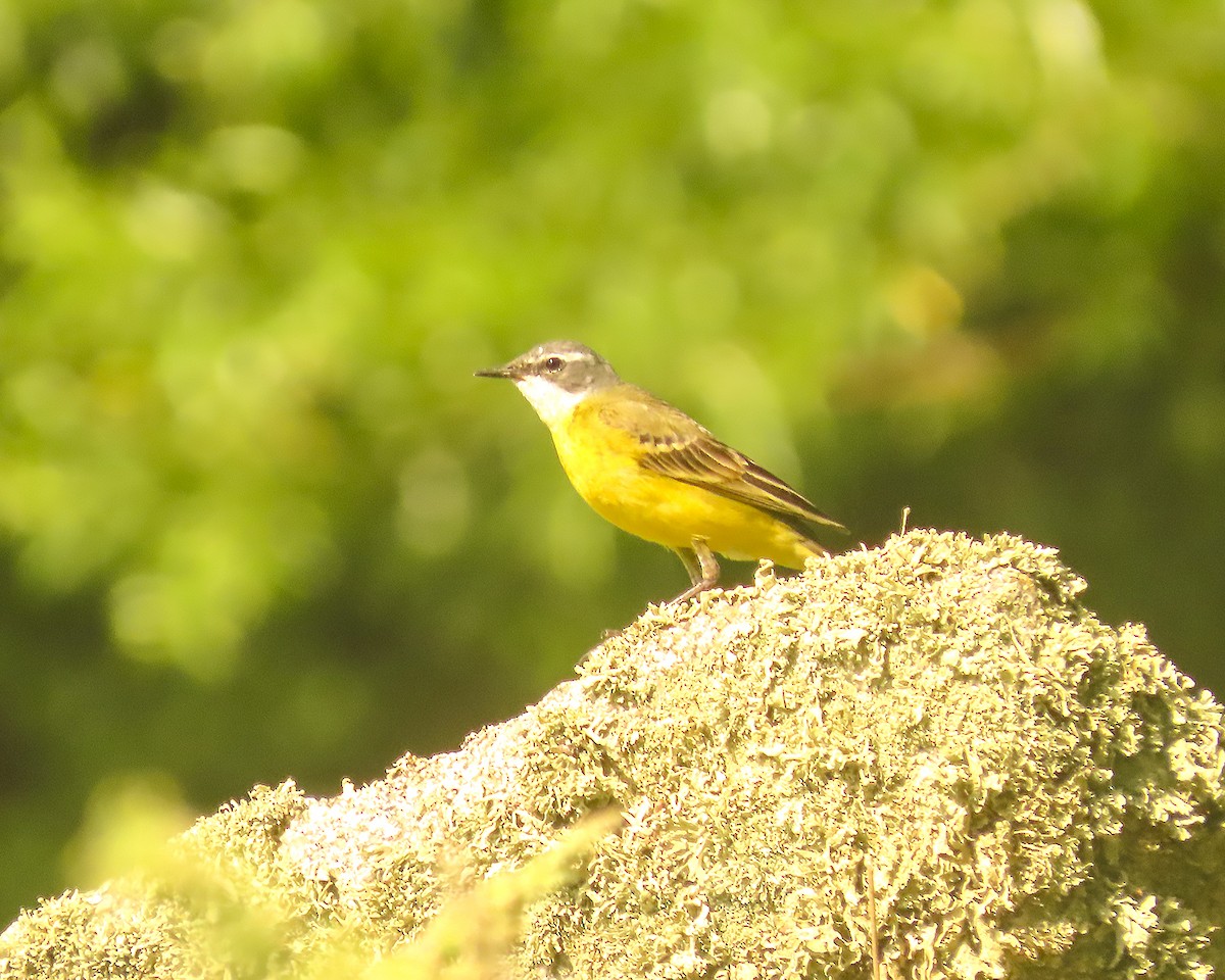 Western Yellow Wagtail - ML637699864