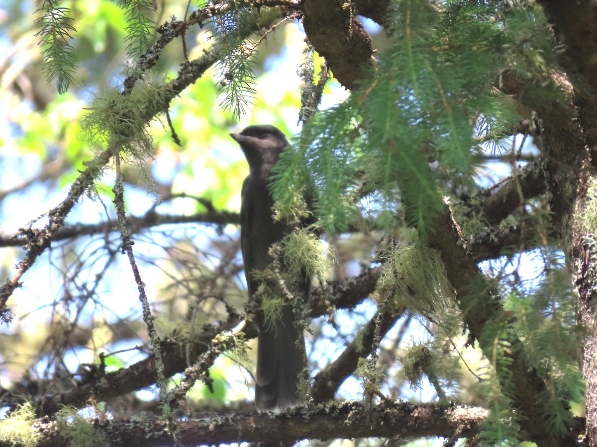 Canada Jay - ML637699865