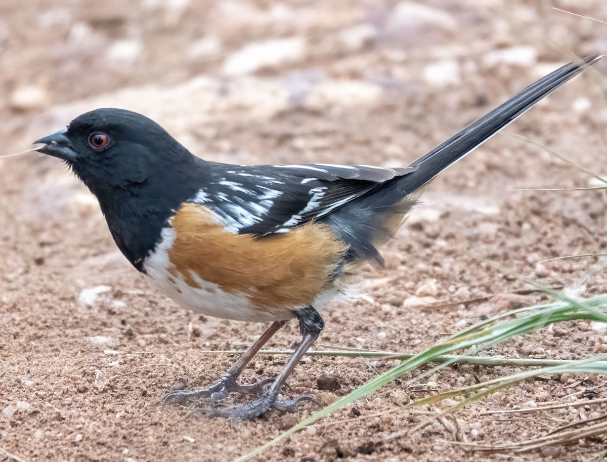 Spotted Towhee - ML637699866