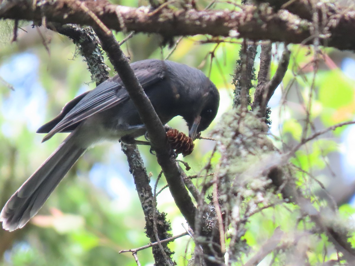 Canada Jay - ML637699867