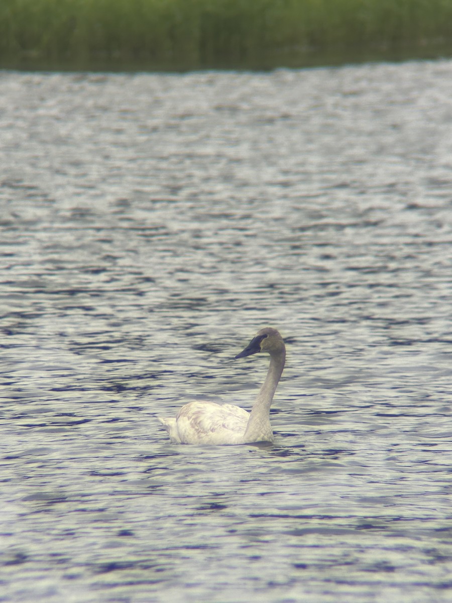 Trumpeter Swan - ML637699896