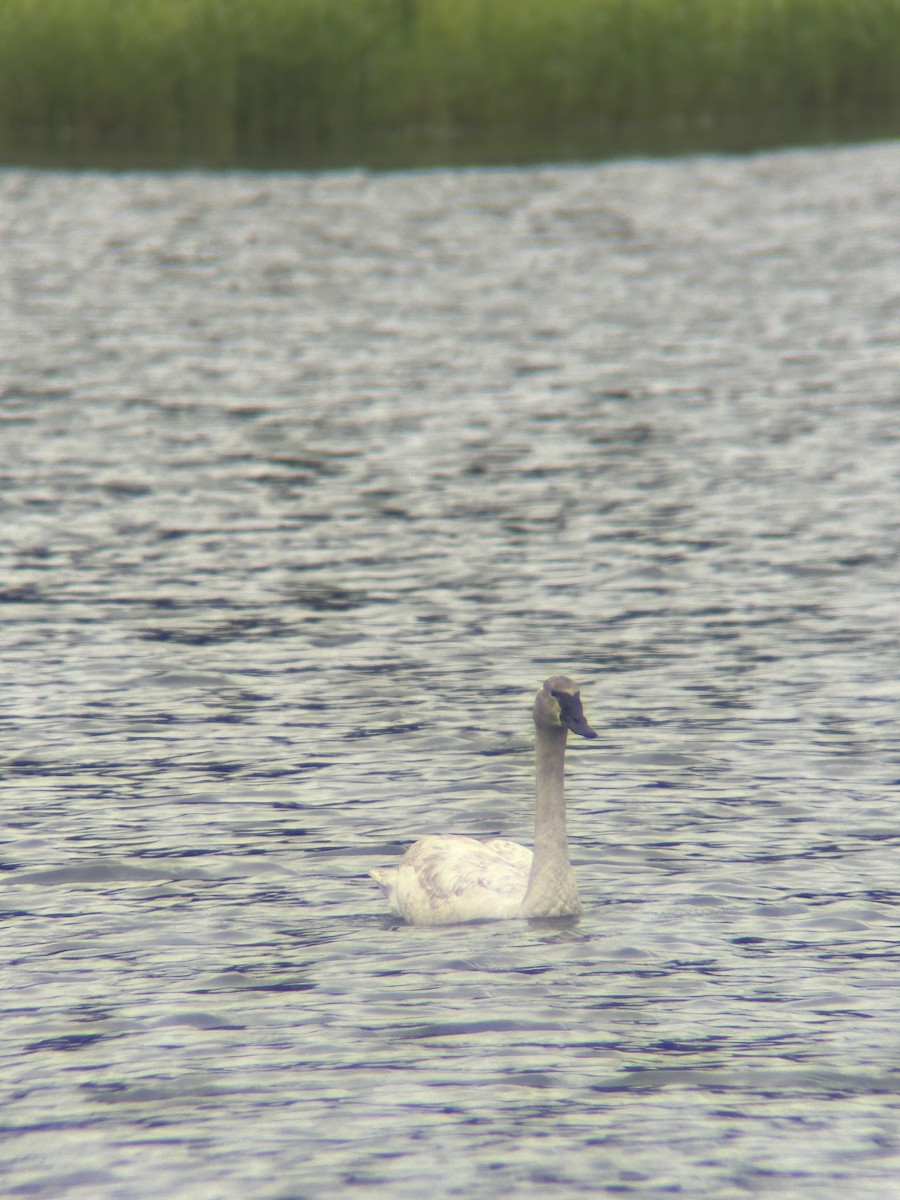 Trumpeter Swan - ML637699897