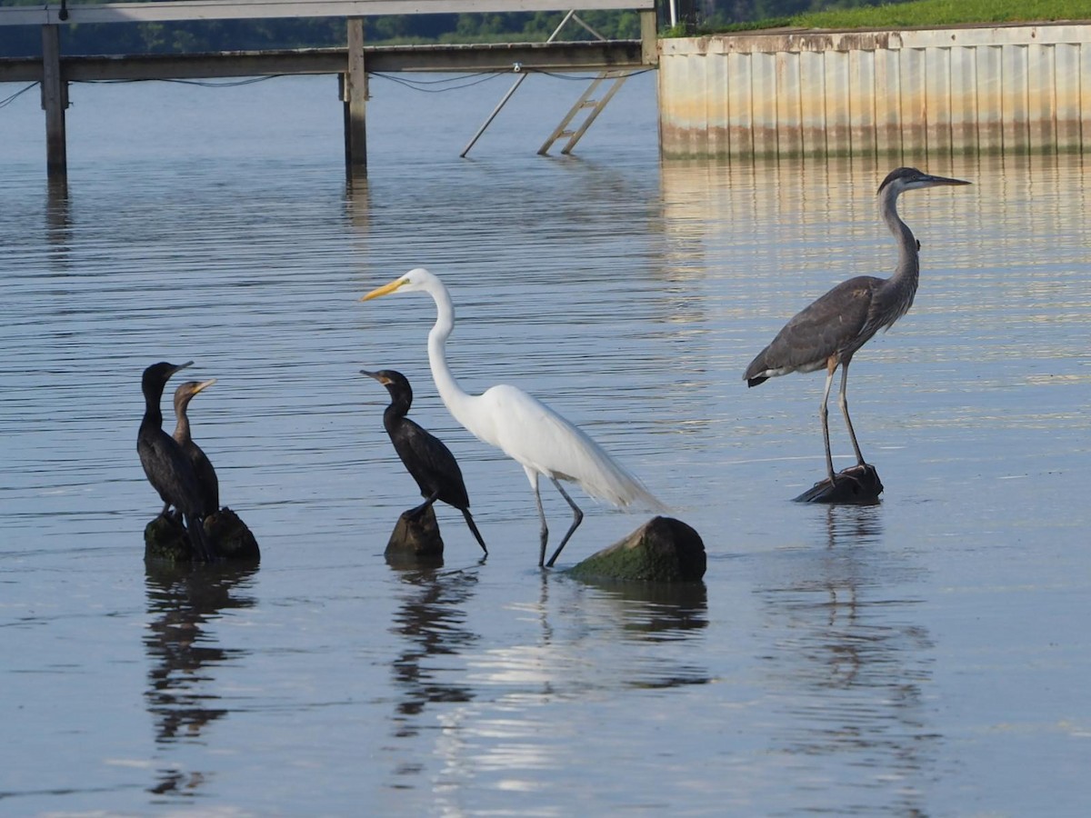 Neotropic Cormorant - ML637699923