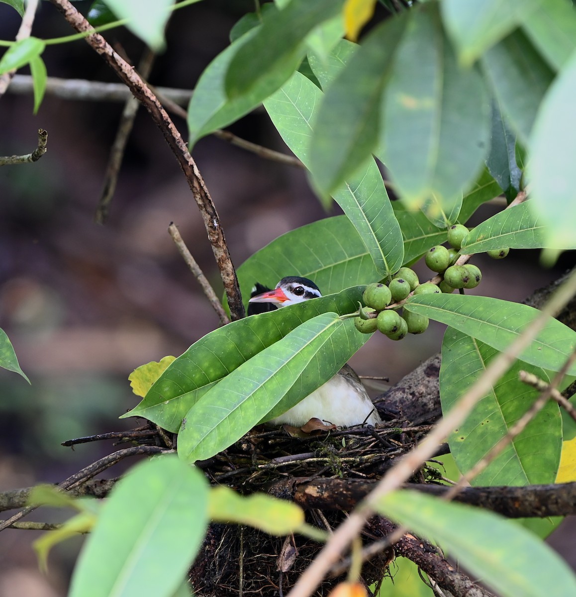 Sungrebe - ML637699929