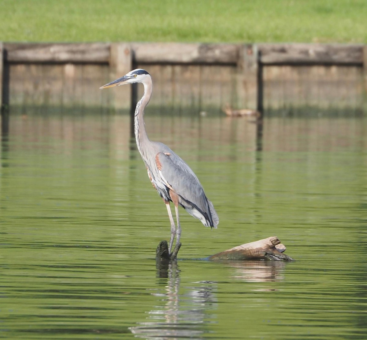 Great Blue Heron - ML637699933