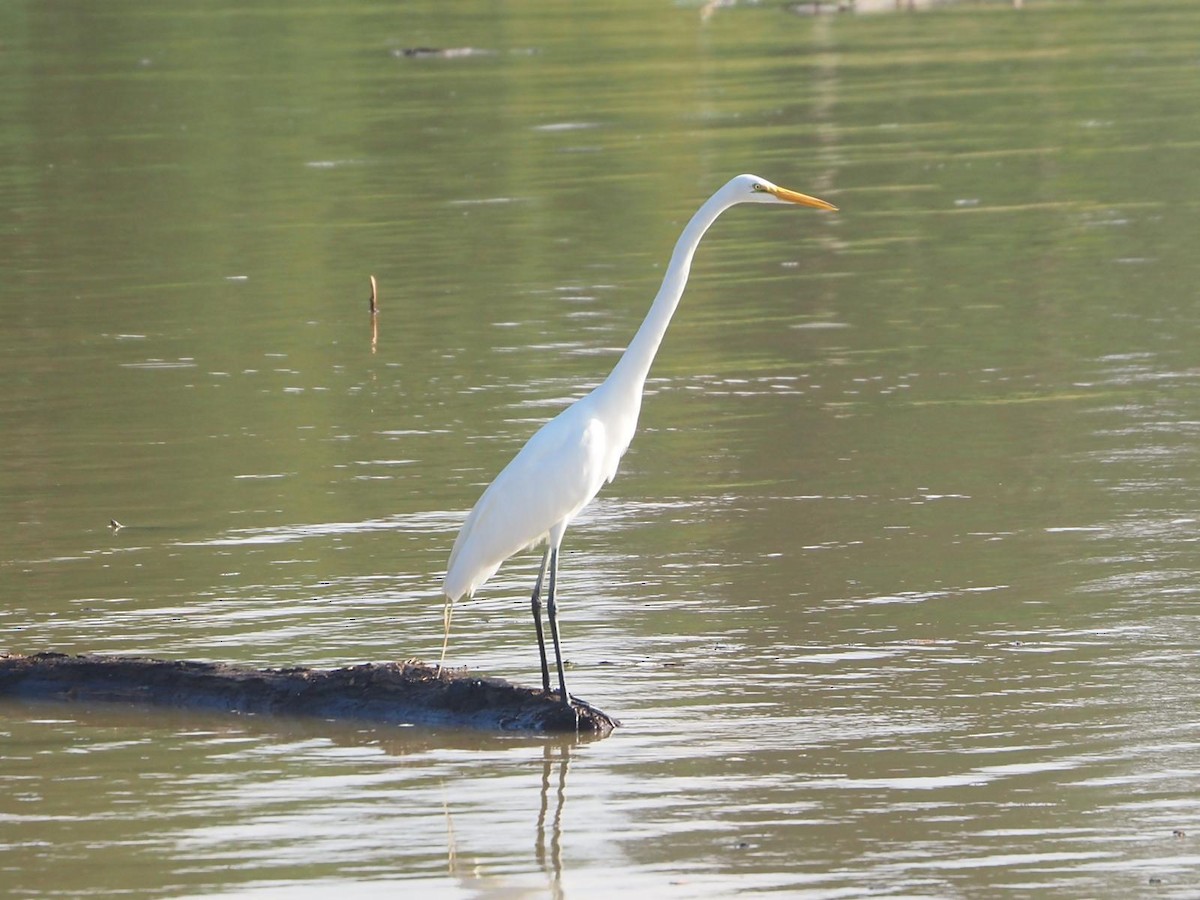 Great Egret - ML637699941