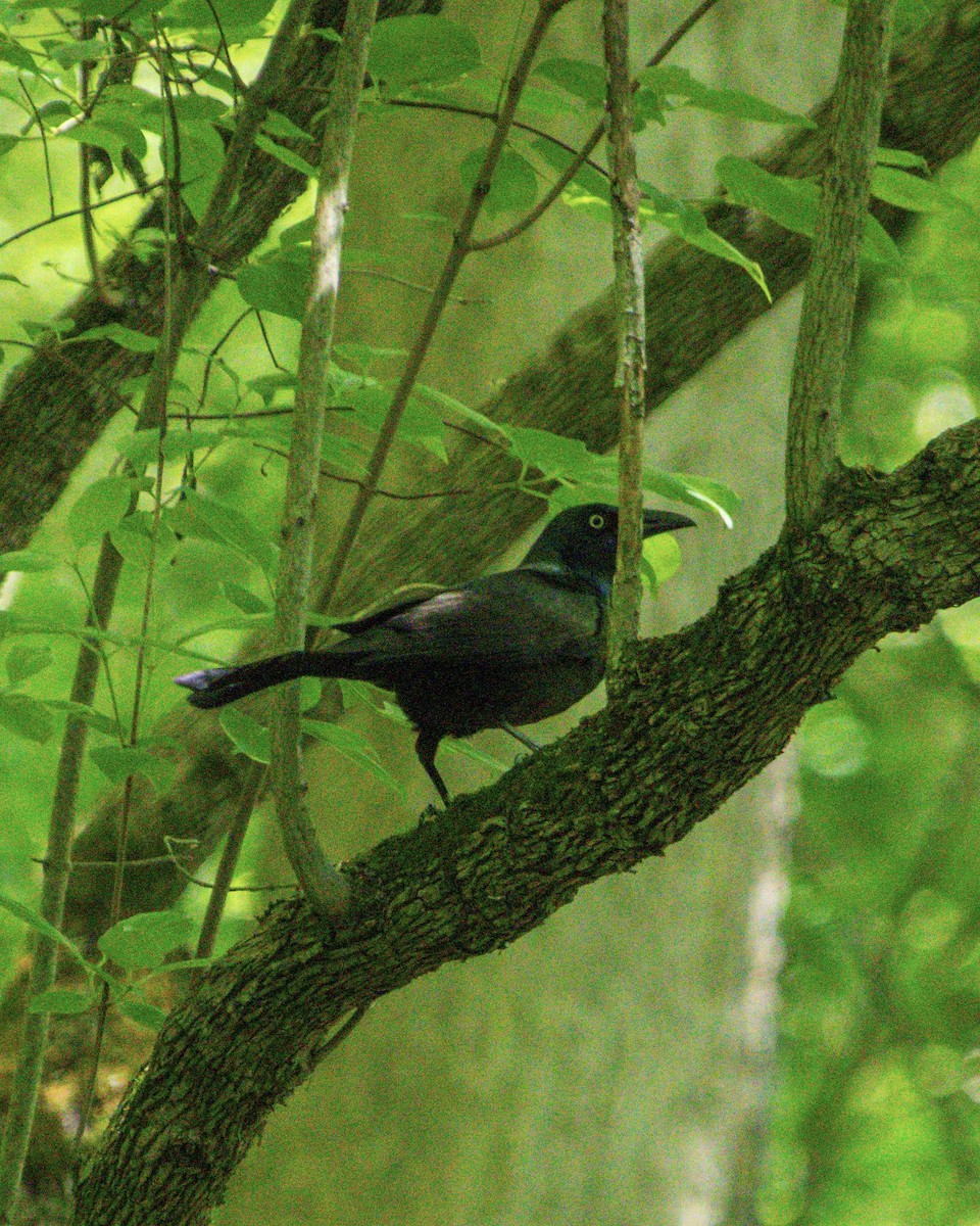 Common Grackle - ML637699943
