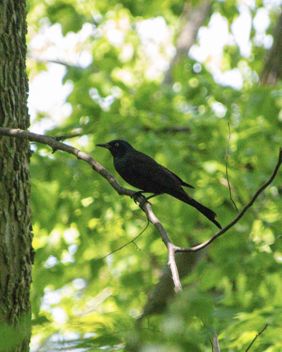 Common Grackle - ML637699944