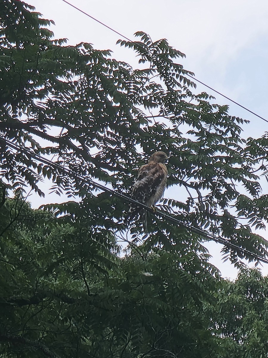 Red-shouldered Hawk - ML637699988
