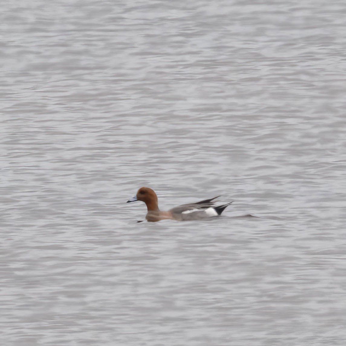 Eurasian Wigeon - ML637700039