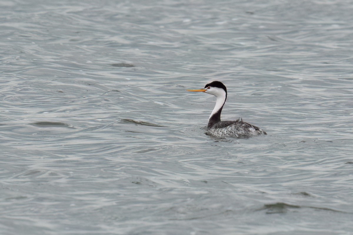 Clark's Grebe - ML637700084
