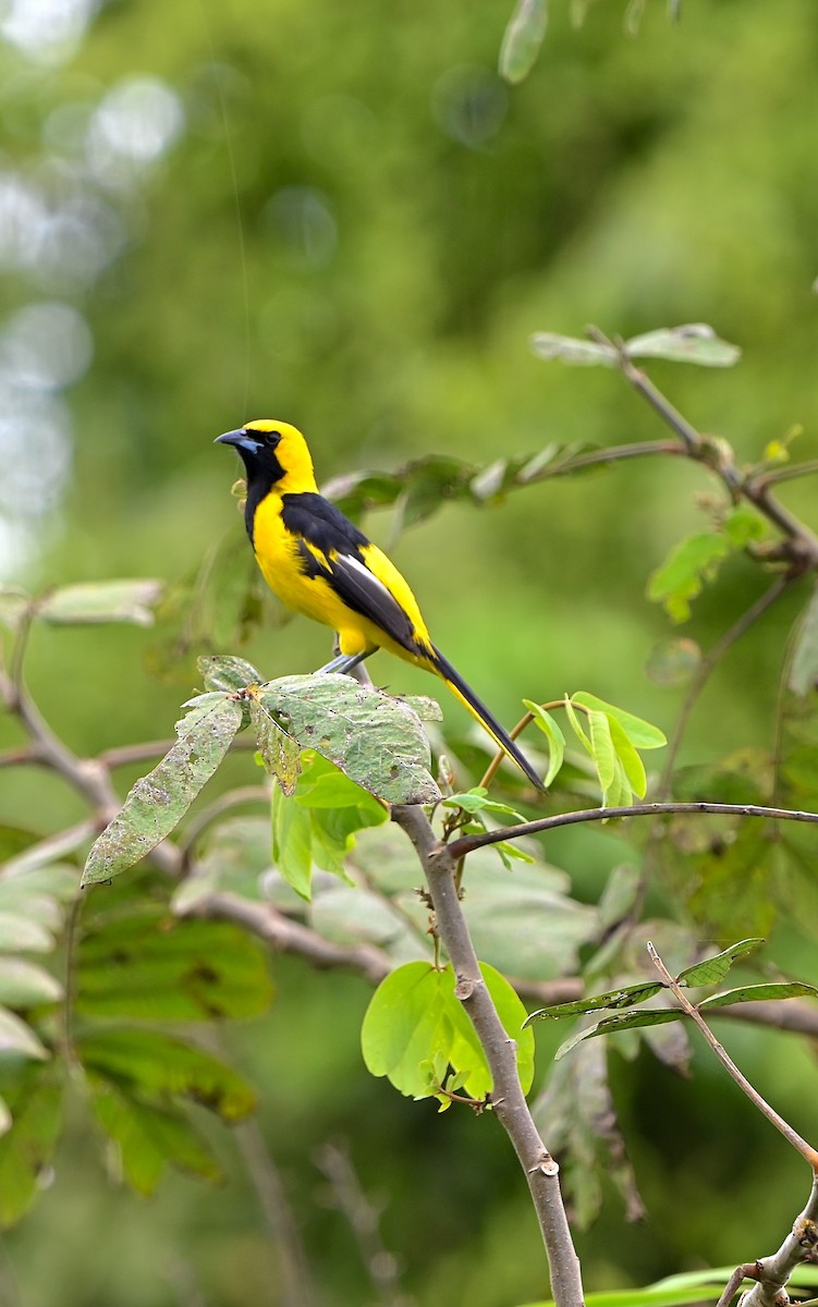 Yellow-tailed Oriole - ML637700091