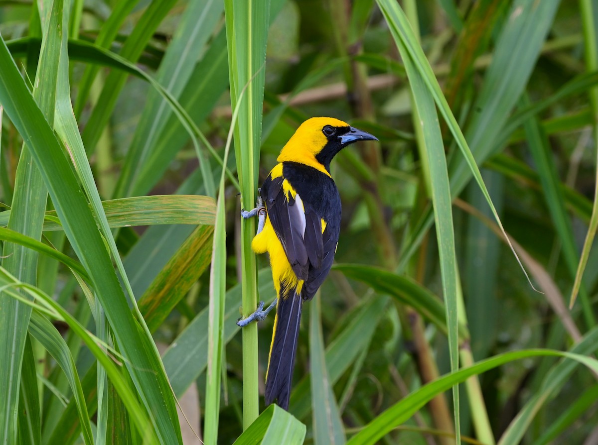 Yellow-tailed Oriole - ML637700092
