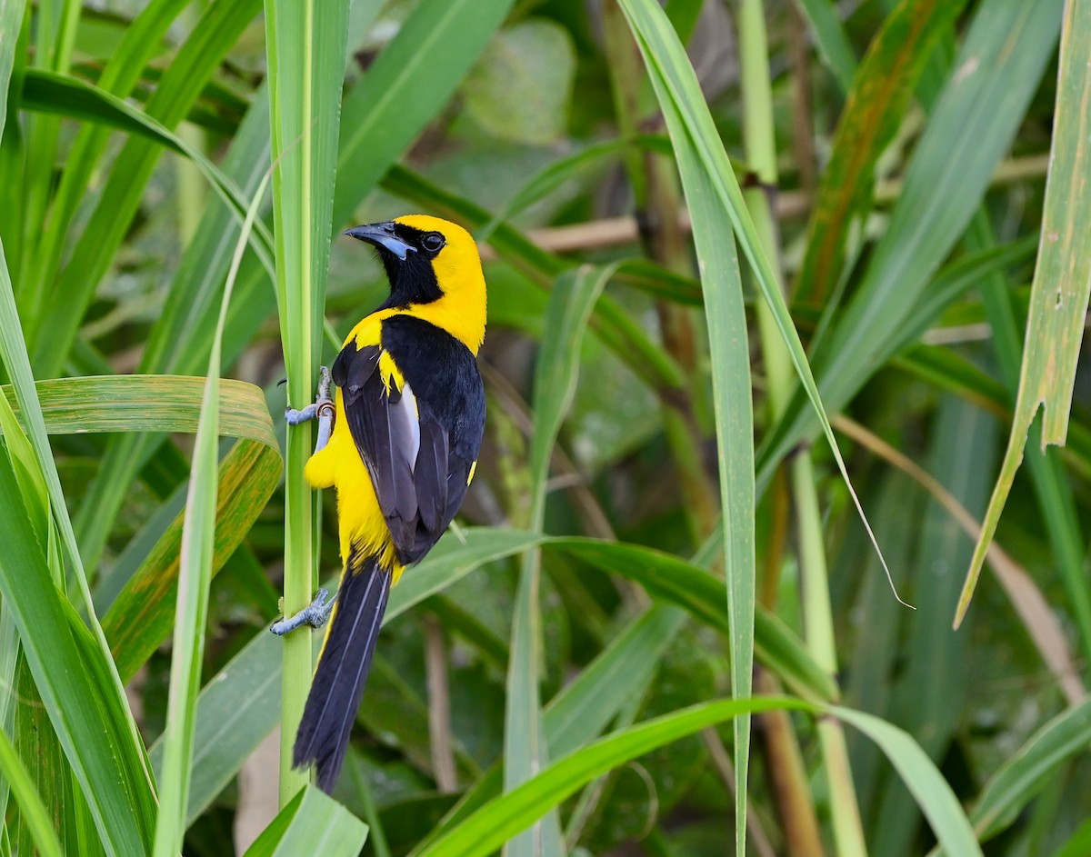 Yellow-tailed Oriole - ML637700093