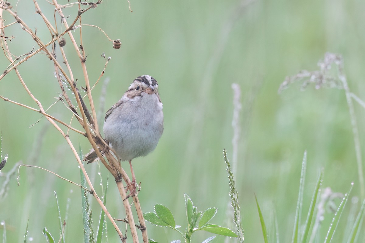 Clay-colored Sparrow - ML637700127