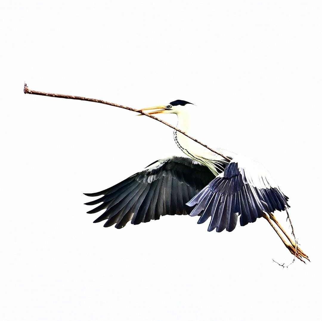 Gray Heron - ML637700145