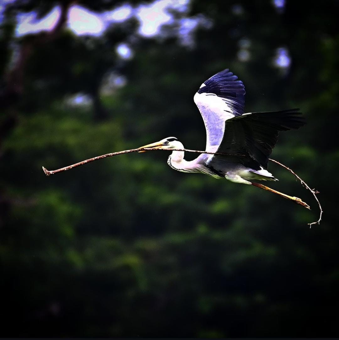 Gray Heron - ML637700146