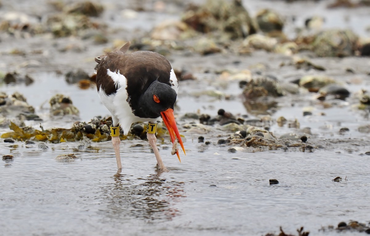 American Oystercatcher - ML637700148
