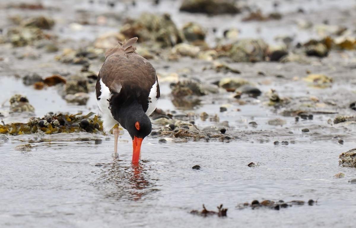 American Oystercatcher - ML637700149