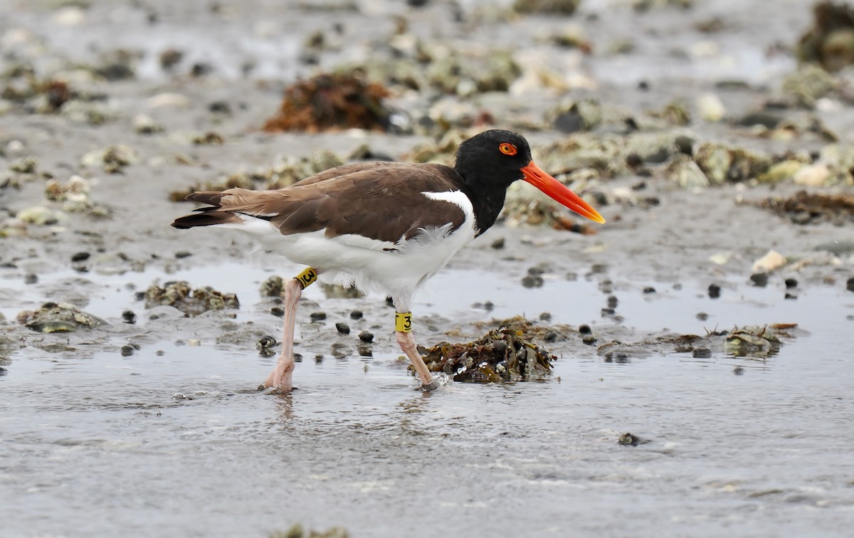 American Oystercatcher - ML637700150