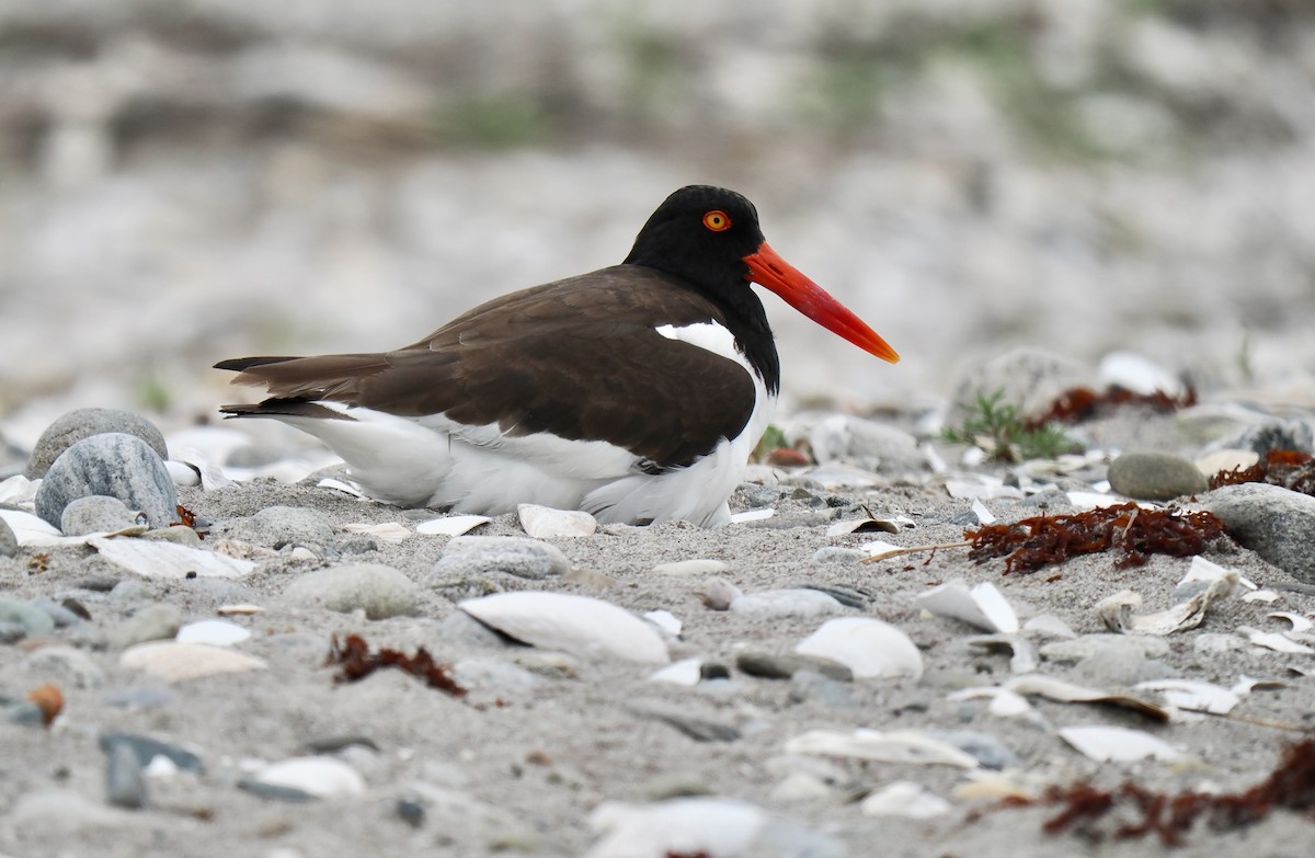 American Oystercatcher - ML637700151