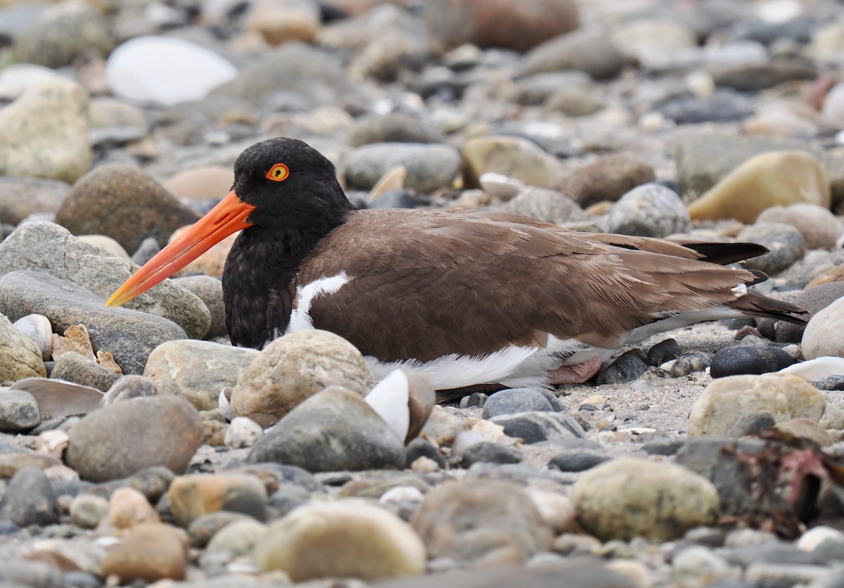American Oystercatcher - ML637700152
