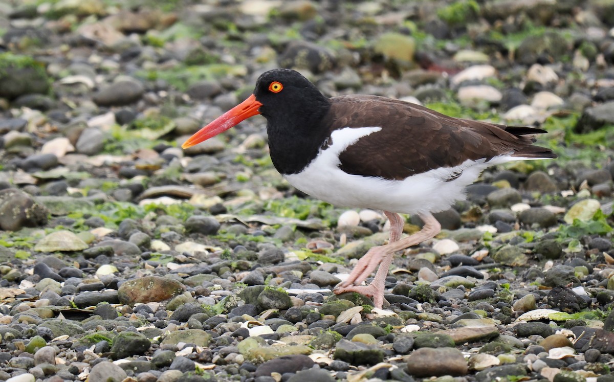 American Oystercatcher - ML637700153