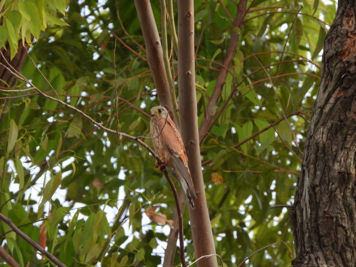 Eurasian Kestrel - ML637700154