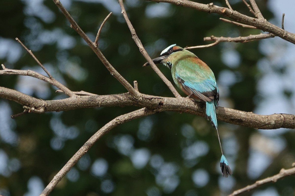Turquoise-browed Motmot - ML637700155