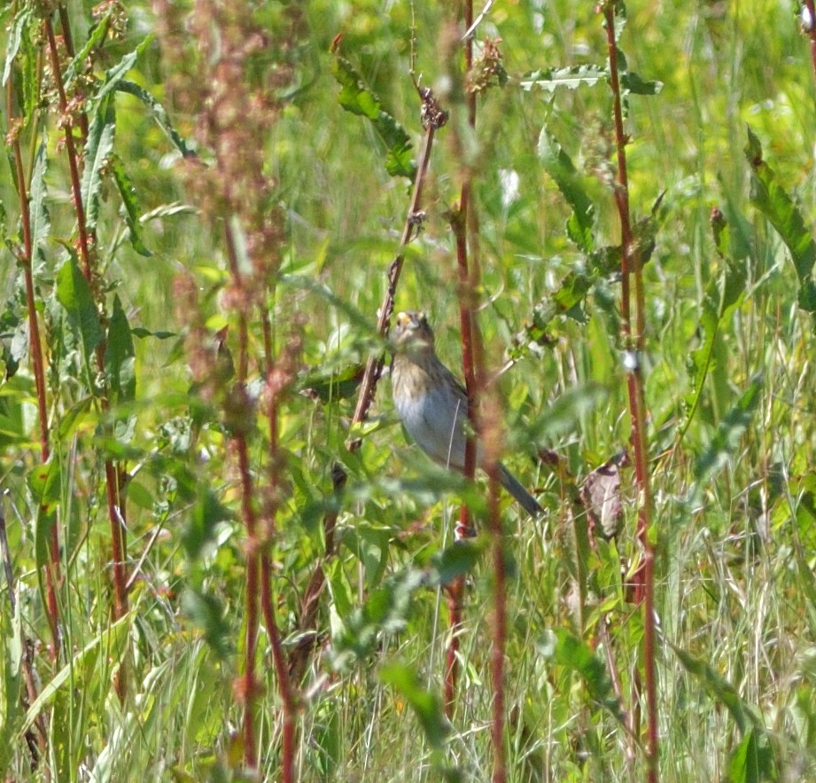 Nelson's Sparrow (Atlantic Coast) - ML637700156