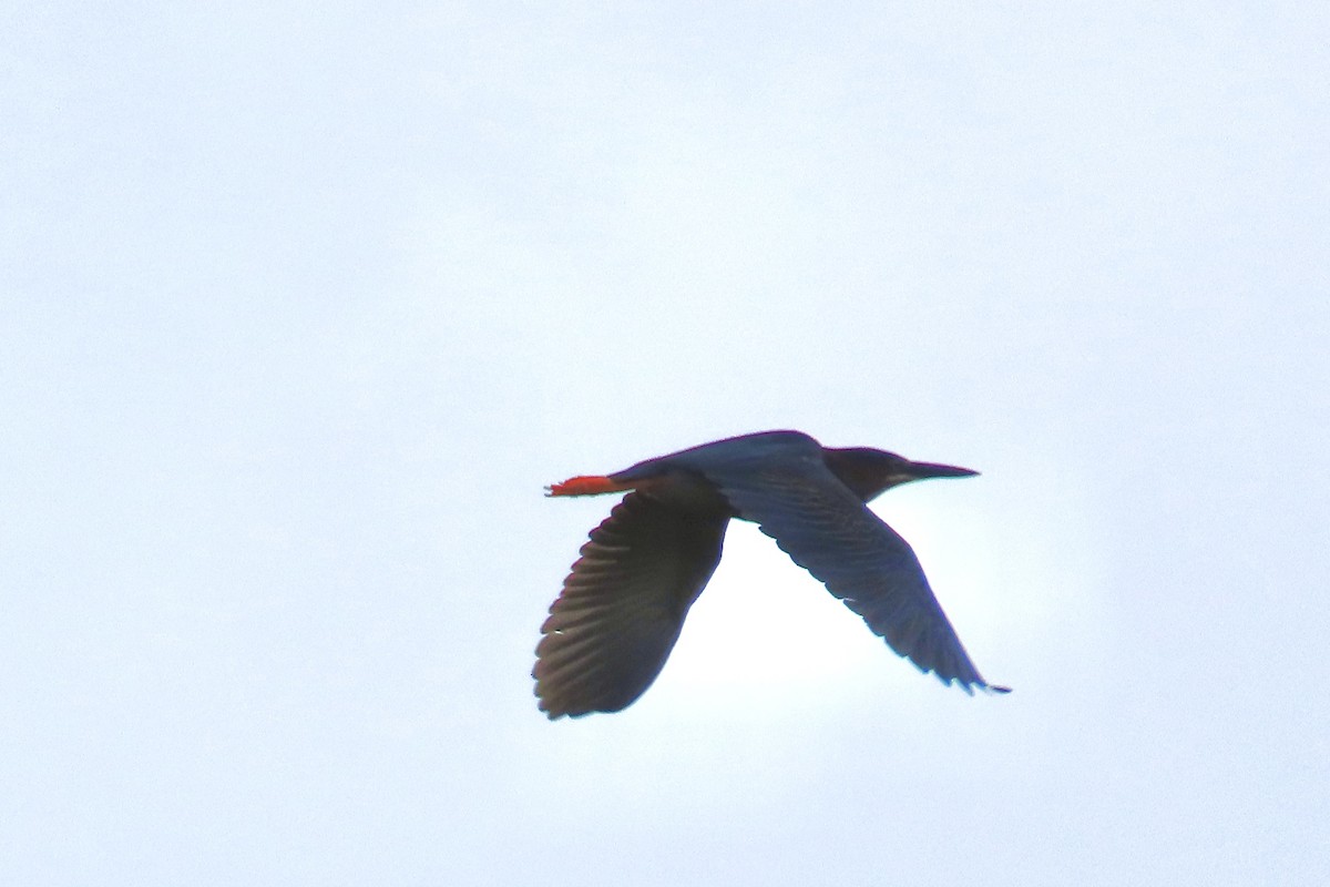 Green Heron - ML637700163