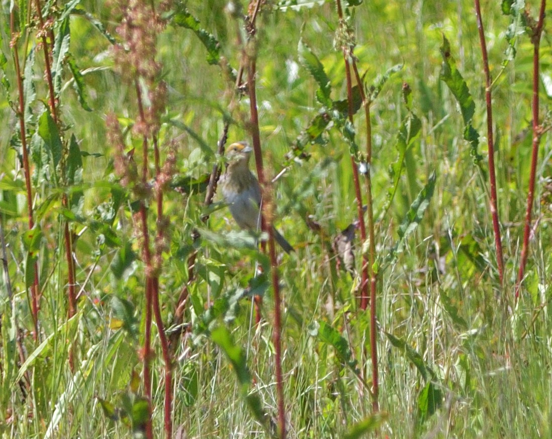 Nelson's Sparrow (Atlantic Coast) - ML637700164