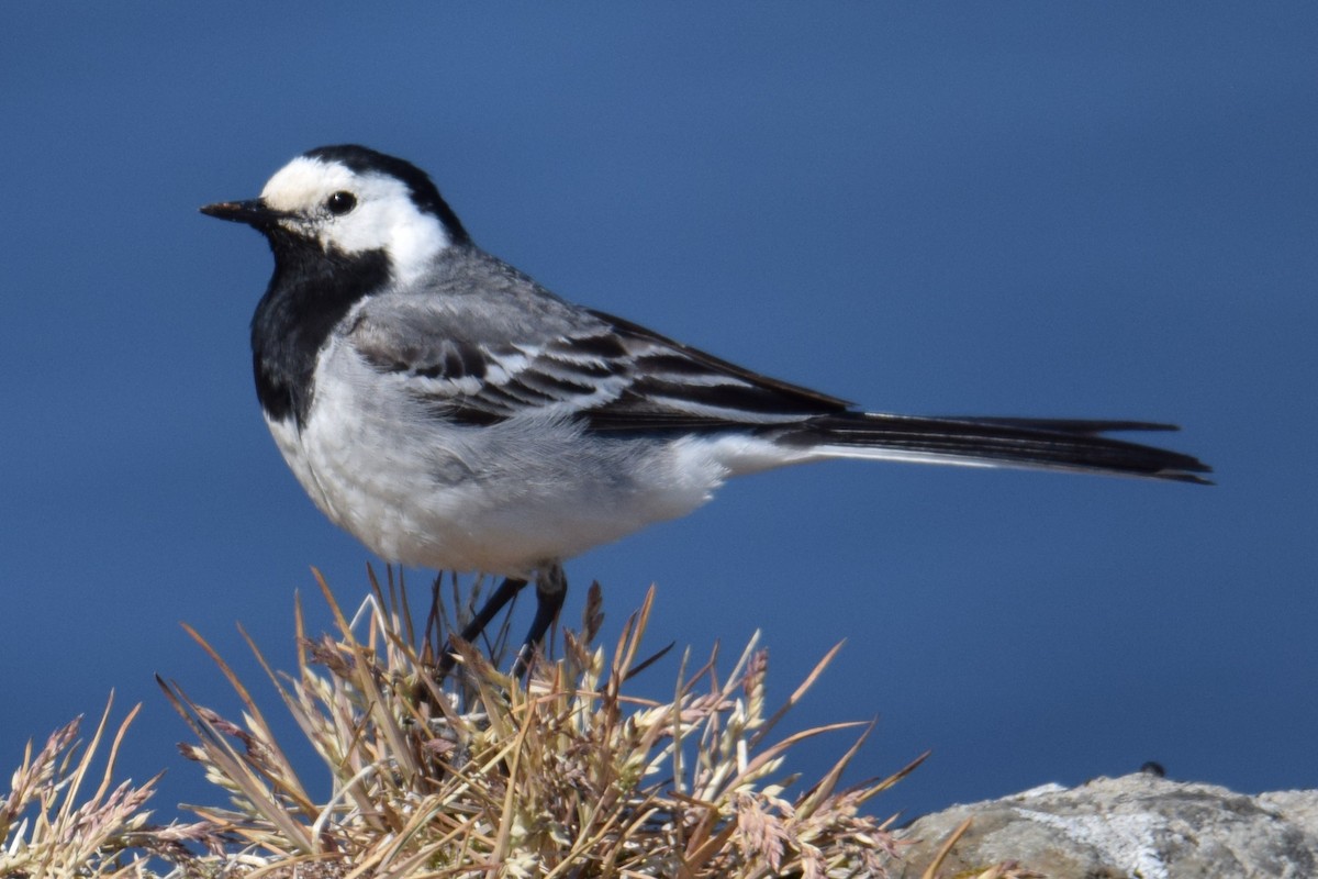 White Wagtail - ML637700165