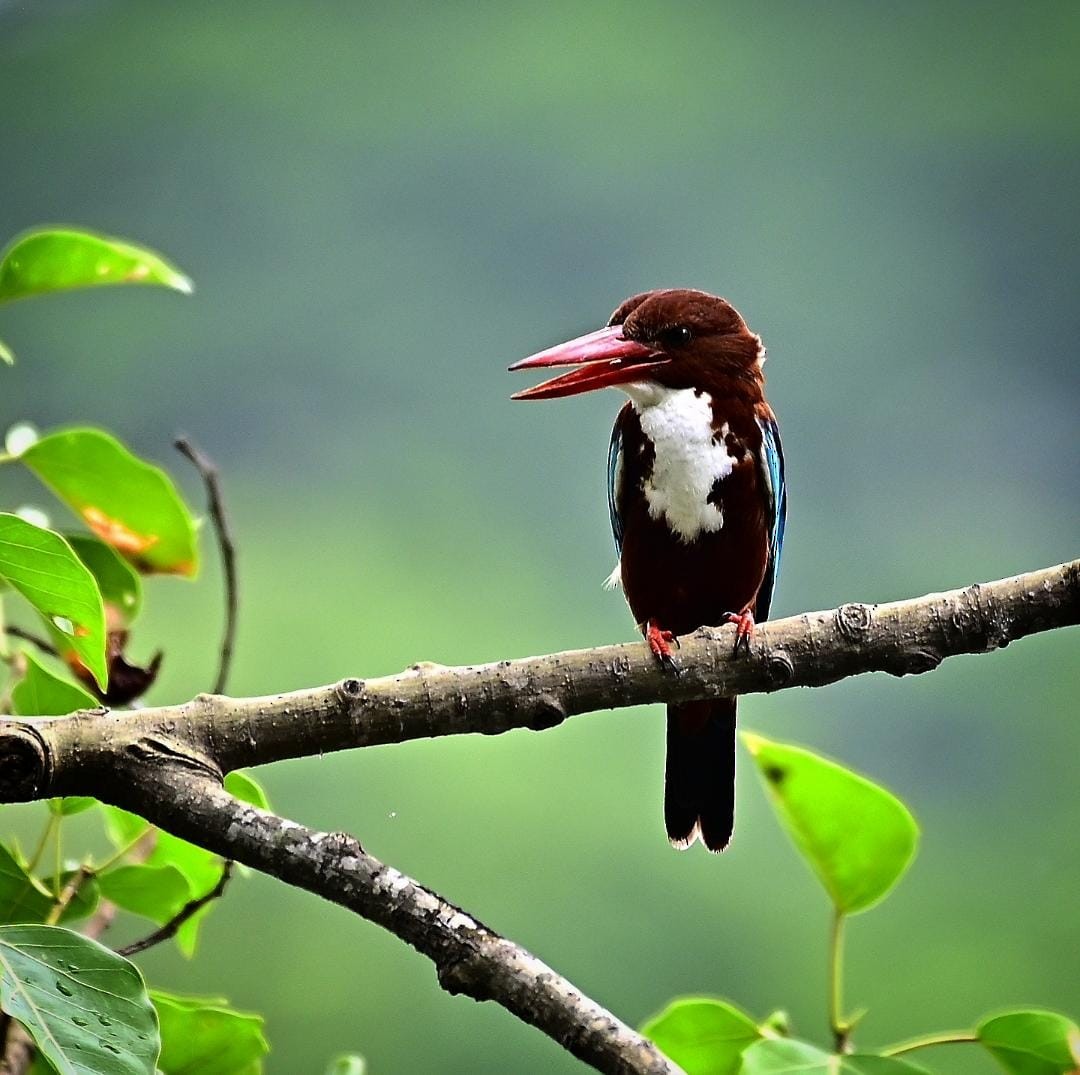 White-throated Kingfisher - ML637700168