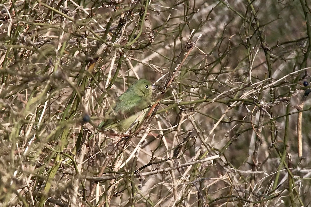 Painted Bunting - ML637700169