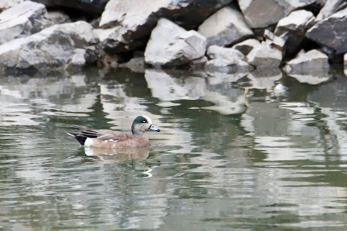 American Wigeon - ML637700170