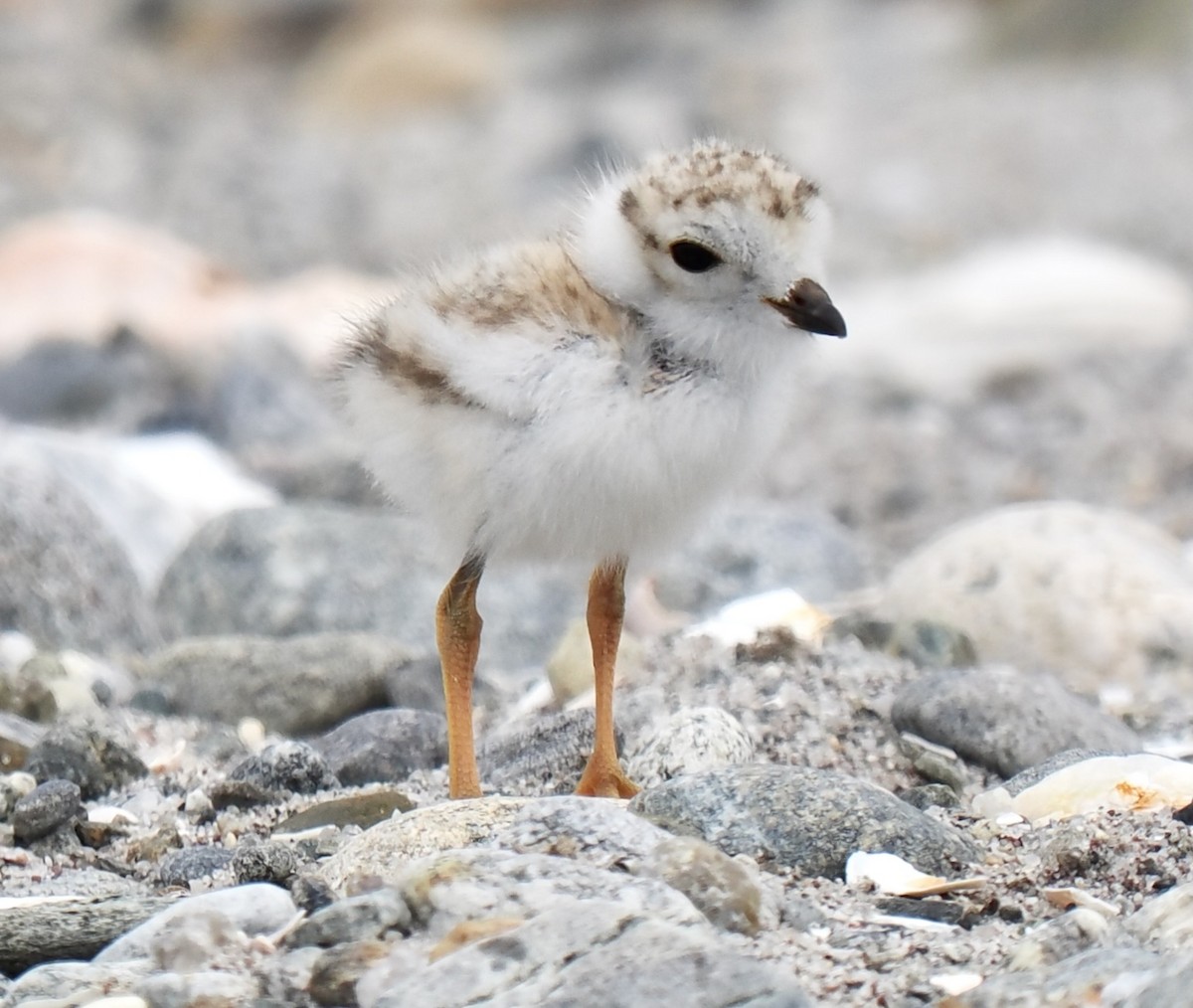 Piping Plover - ML637700171