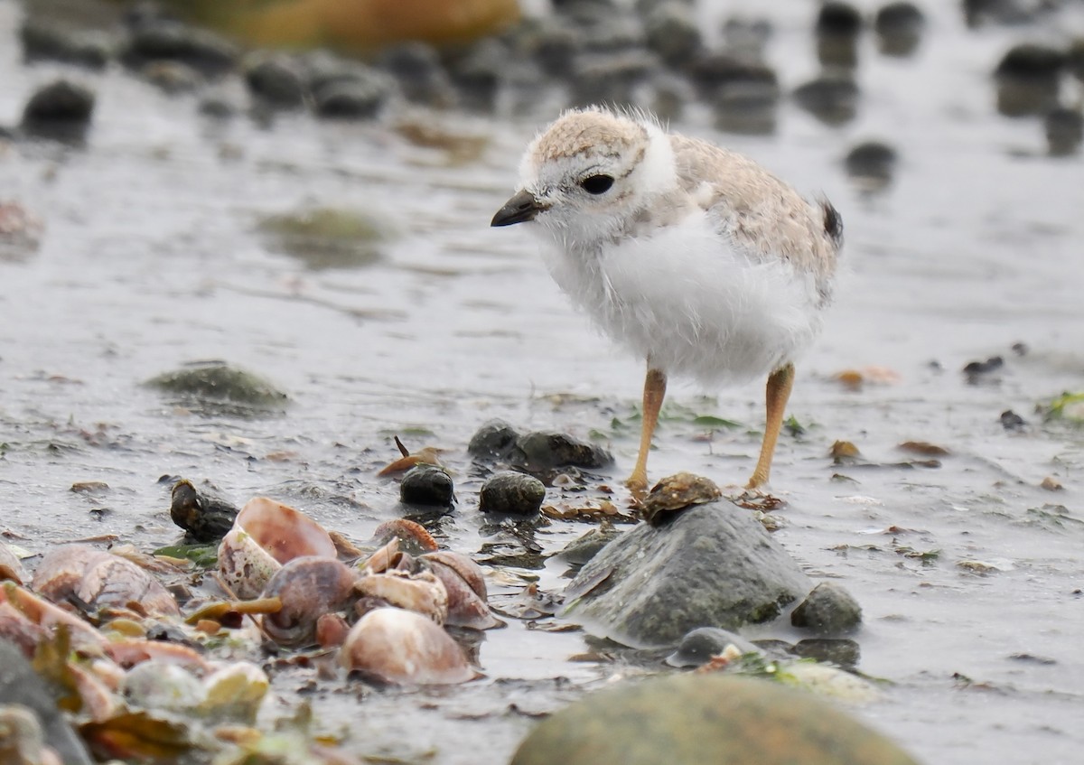 Piping Plover - ML637700172