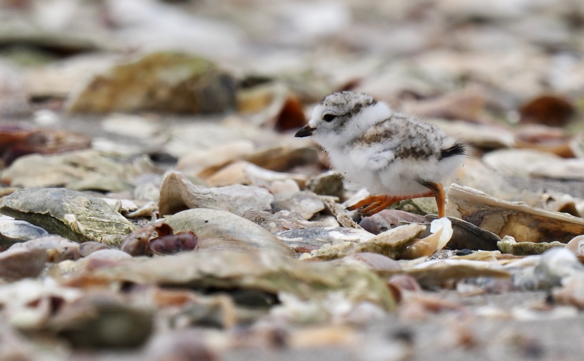 Piping Plover - ML637700173