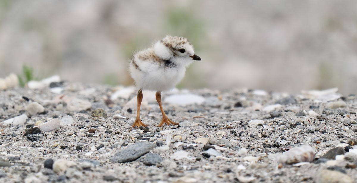 Piping Plover - ML637700175